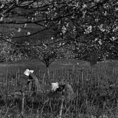 Au début du printemps on « tire les bois » avant que les bourgeons n&rsquo;apparaissent