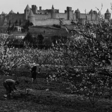 Les pêchers en fleur