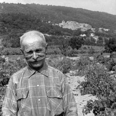 Vigneron