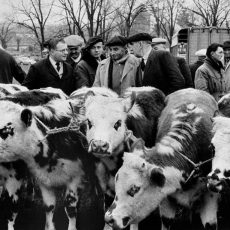 La foire aux bestiaux