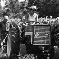 Une viticultrice qui conduit son tracteur