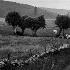De la « route des vins » de la Côte Chalonnaise on peut voir les bovins charolais dans les prairies